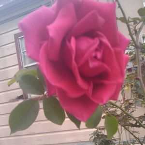 Meet your Posher, Irene